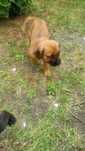Cane corso italiano