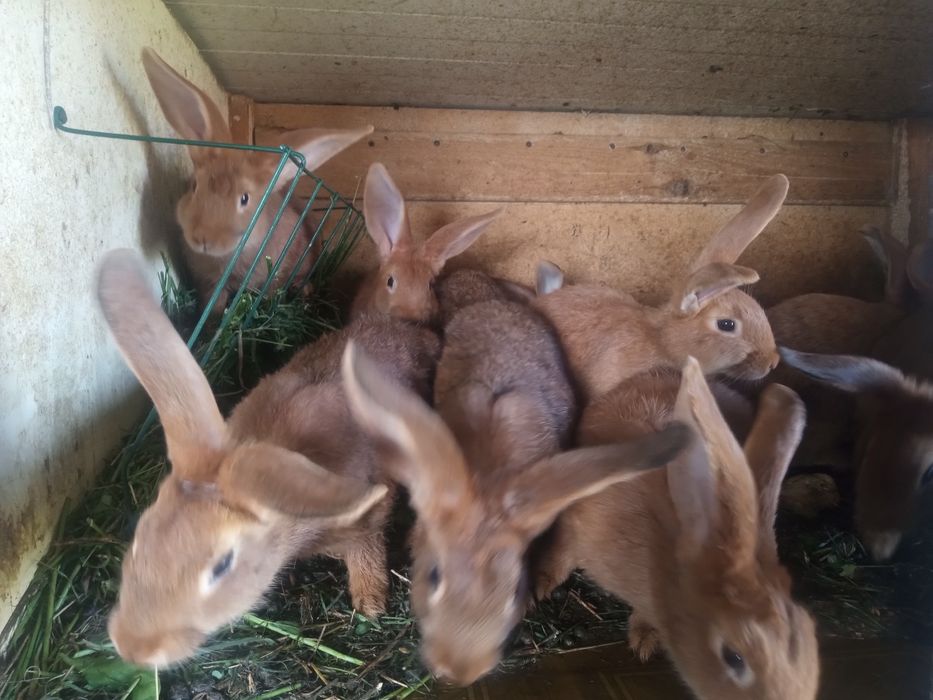 Królik tuszki różne króliki