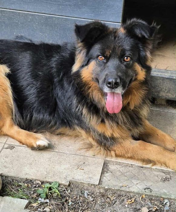 Puszysta, kochana sunia do adopcji