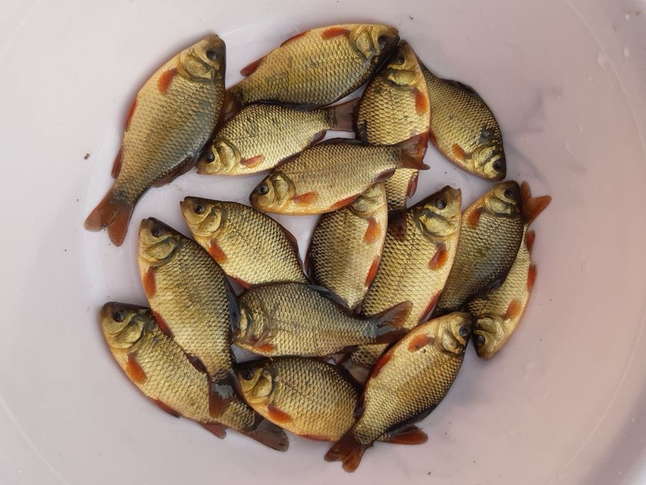 Зарибок золотого карася