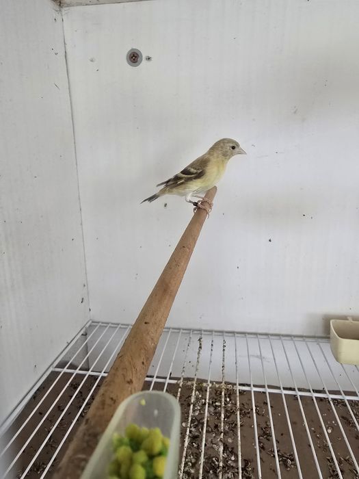 Cardinalitos da Venezuela e Magellanicas