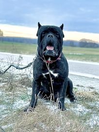 Cane Corso zapowiedz miotu! Wiosna!