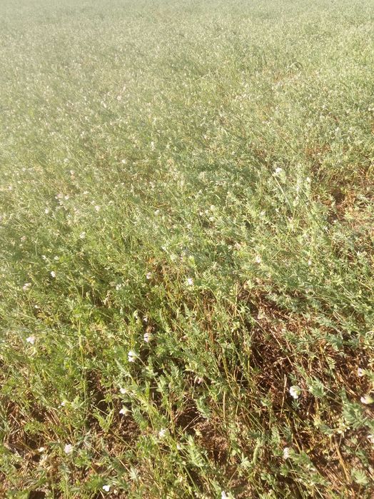 Sianokiszonka z seladery