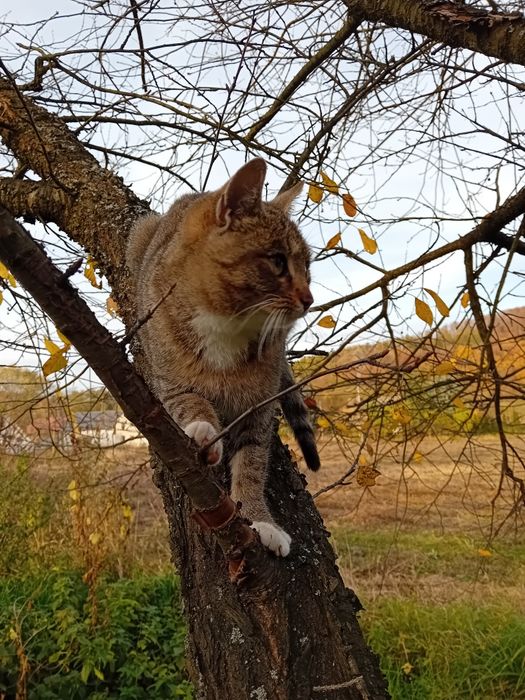 Kotki szukają kochających ludzi