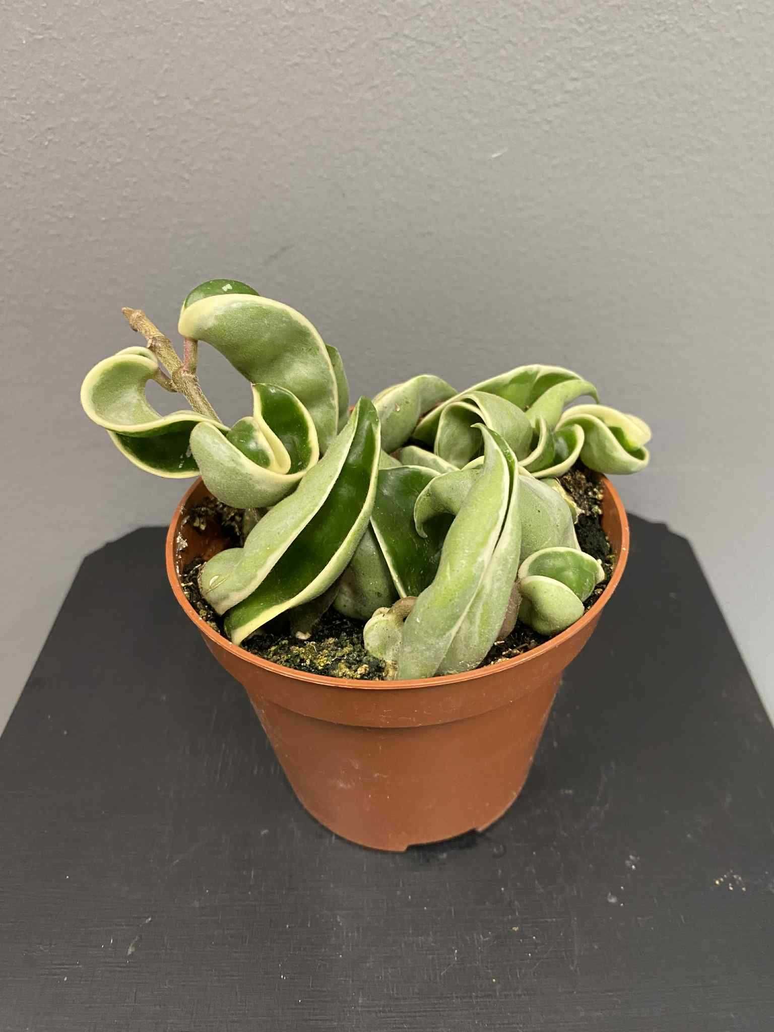 Hoja Compacta Variegata D 9 cm