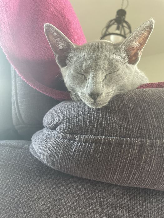 Koty, kocięta, koteczki Rosyjskie Niebieskie z rodowodem WCF