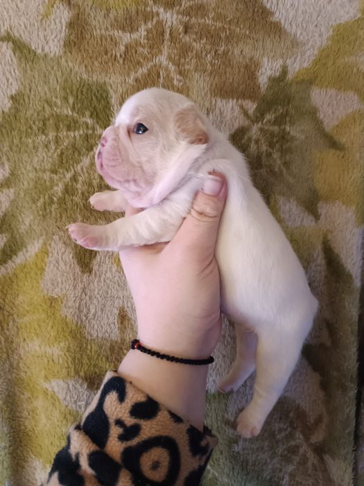 Гарнесенькі,в різноманітних кольорах, дівчатка та хлопчики Доставимо