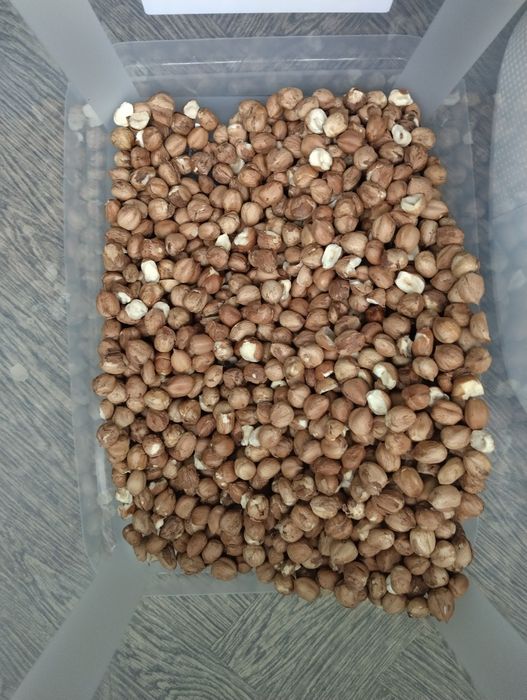 Orzechy Laskowe Łuskane 2kg.-Zbiòr 2025r.