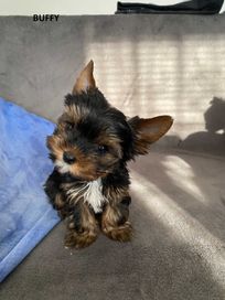 Sprzedam Yorkshire Terrier