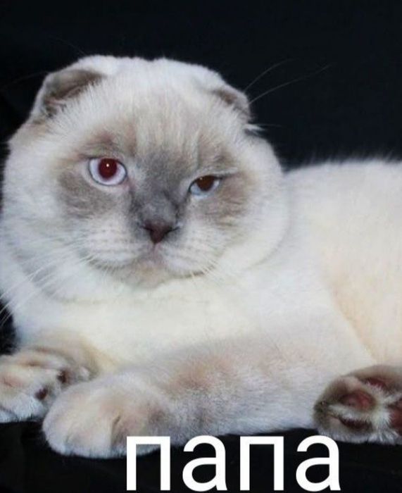 Шотландская кошечка прямоушка