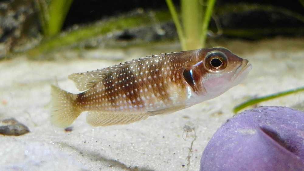 Muszlowce Lamprologus meleagris Kitumba - młode F1