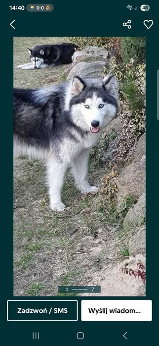 Brązowa suczka Siberian Husky