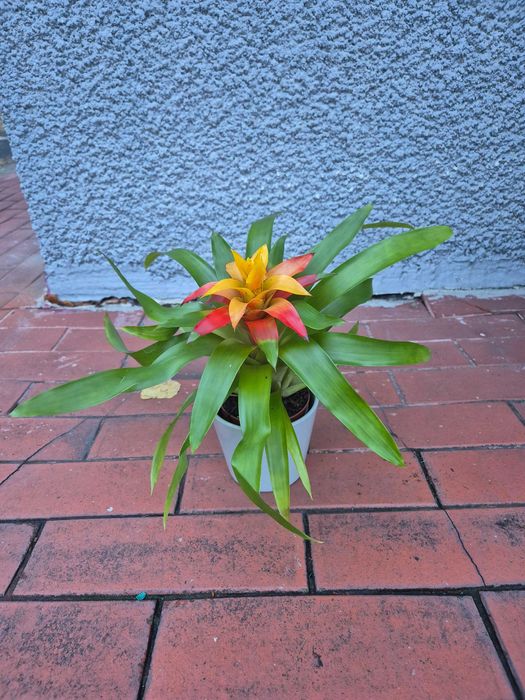 Bromelia żółto-pomarańczowa 30cm