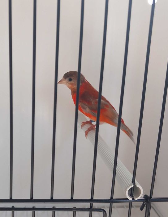 Casal de cardinalitos