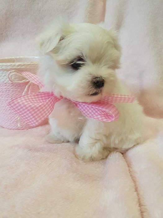 Mini Maltańczyk Piesek, rodowód, chip . Czysto biały.