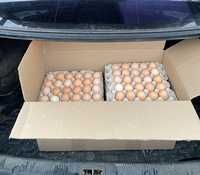 Продаж курячих яєць для інкубатора