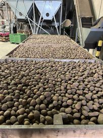 ziemniaki LILLY 30-45mm 1 rok po centrali
