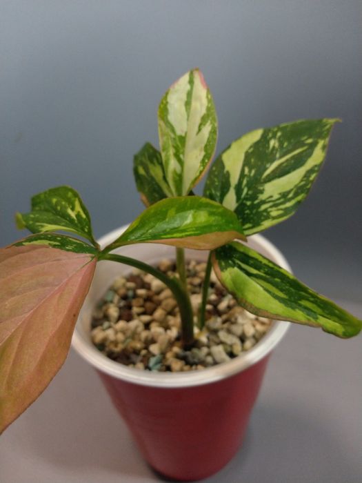 Syngonium Red Spot Tricolor