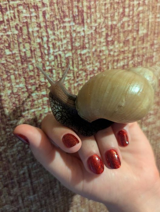 Равлики Ахатини великі