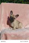 Buldog francuski piesek
