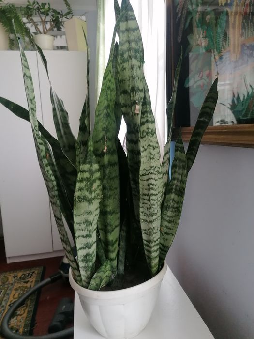 Кала ефіопська, хлорофітум, каланхоє, сансев'єра