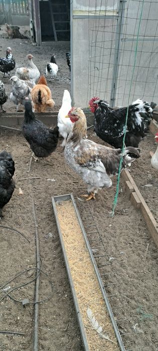 Sprzedam młode koguty z czerwca