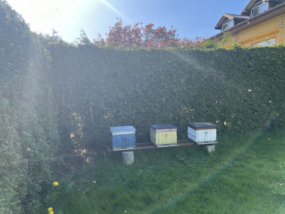 Przczoly, rodziny pszcele