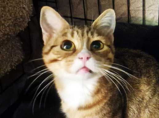 Дуже мила чарівна киця Моніка шукає дім 1 р стерилізована кішка кошка