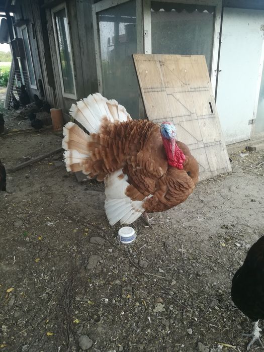 Jaja lęgowe indycze