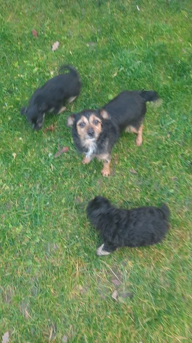 Pieski oddam w dobre ręce