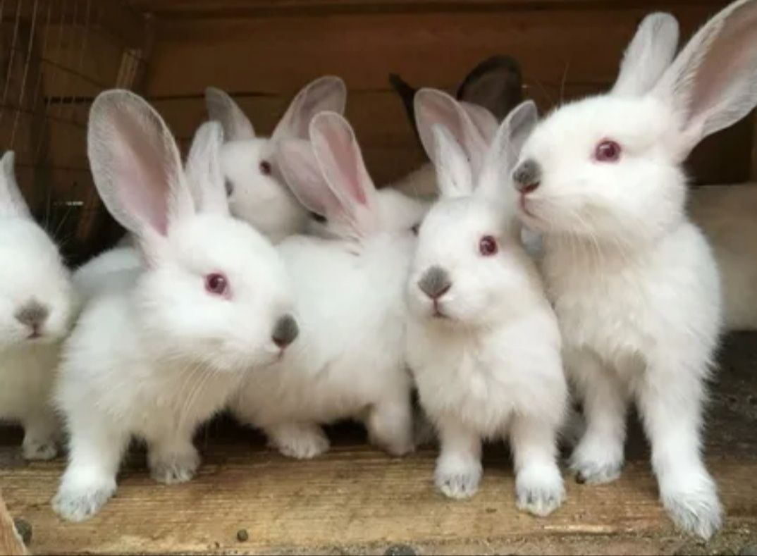 Кролі Кролики Кроленята