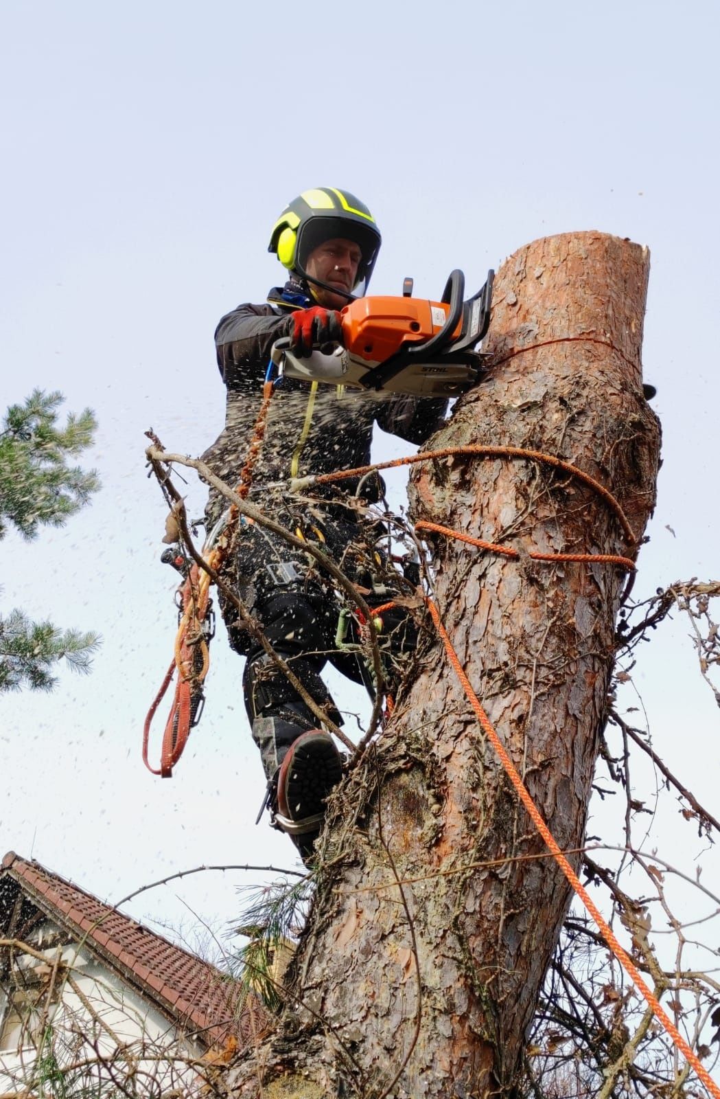 WYCIĘTE.PL–alpinistyczna wycinka drzew i pielęgnacja zieleni