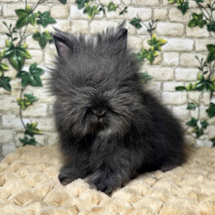 Króliczki miniaturki Karzełek Teddy