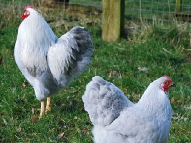 Інкубаційне яйце Віандот (колумбійський, полосаті, лаванда)