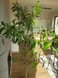 Kwiat doniczkowy Oleander