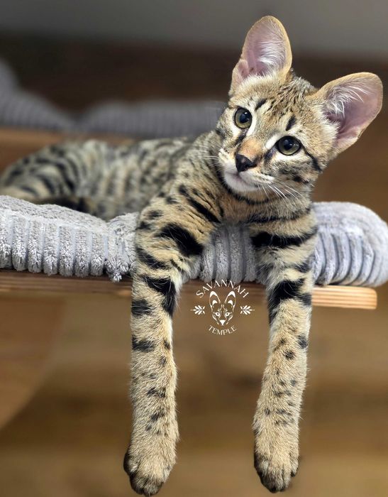 Mavi, Wyjątkowa Savannah. Jedyna F2 w Polsce