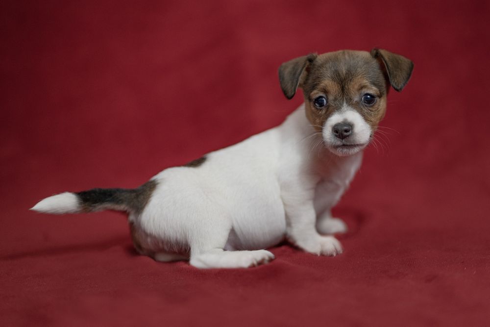Suczka Jack Russell terrier nr 2/badania genetyczne/wyprawka