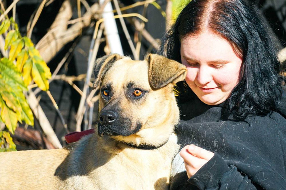 Frodo - piękny, duży pies