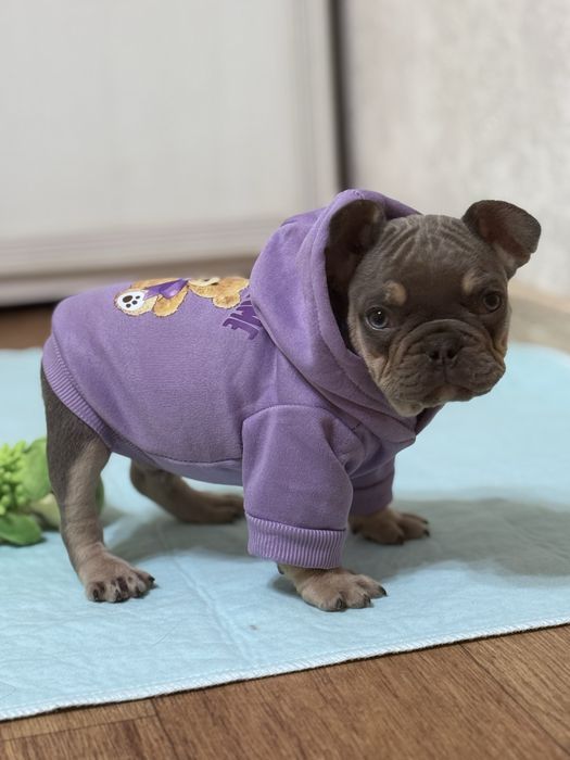 Гарнюні цуценята готові до переїзду