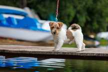 Jack Russell Terrier
