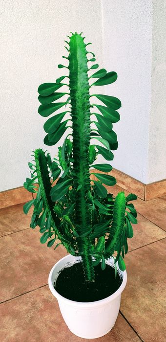 Kwiat wilczomlecz trojżebrowy kaktus