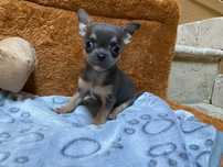 Malutki , Chihuahua szczeniak piesek , Śląsk