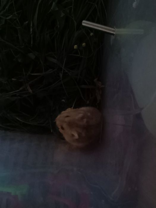 Хомяки, джунгарские