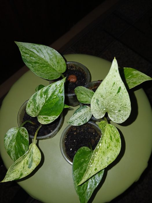 Продам сингониум, сциндапсус,синдениум.