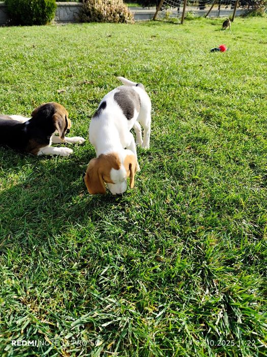 Suczka Beagle gotowa do odbioru metryka czip wyprawka