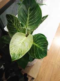 Philodendron birkin variegata rośliny kolekcjonerskie