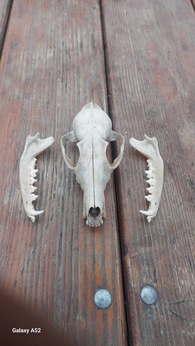 Черепи голови лисиці