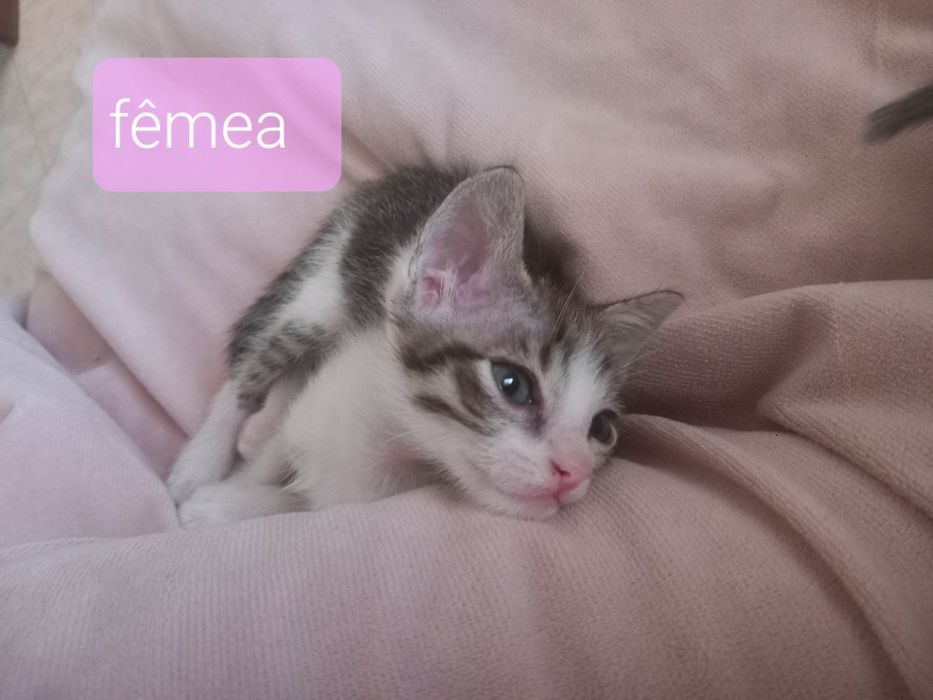 DOA-SE filhotes de gatos.