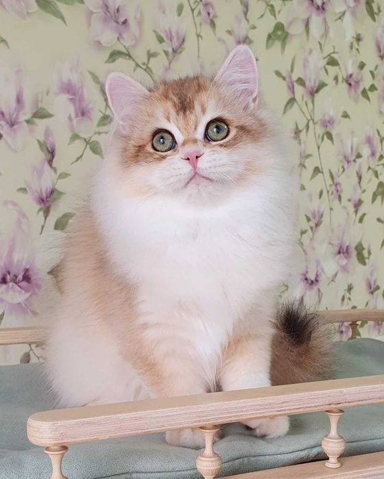 Британський хлопчик Маркус