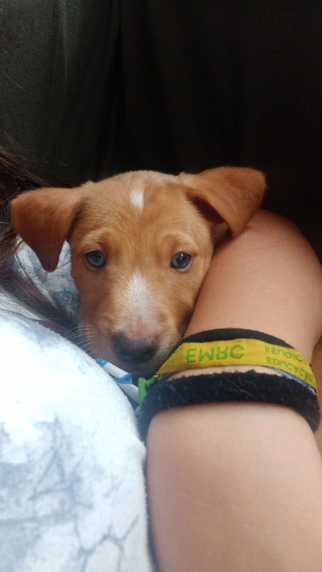 Cão bebe para doação